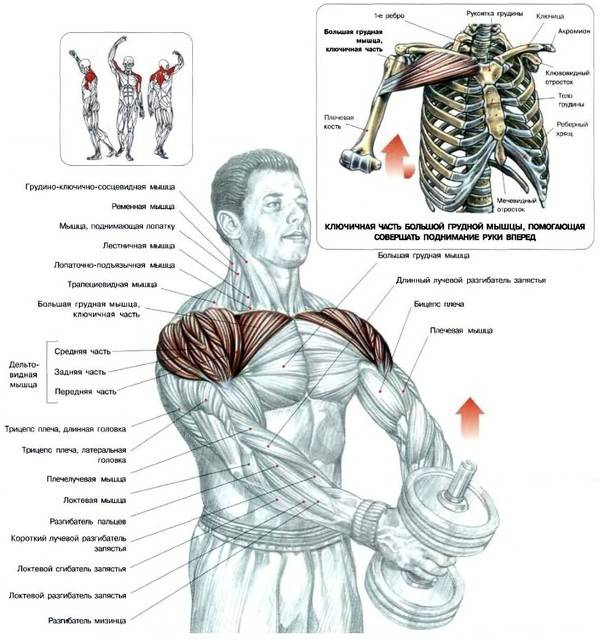 Как эффективно накачать дельтовидные мышцы