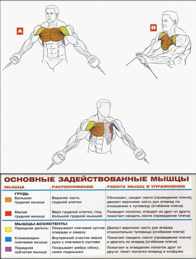 Как накачать нижнюю часть груди