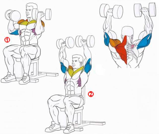 Жим Арнольда: эффективное упражнение для мощных плеч