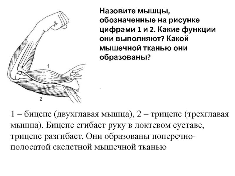 Какая мышца изображена на рисунке. Из какого типа мышечной ткани образованы бицепс и трицепс. Функции бицепса и трицепса. Бицепс и трицепс это мышцы. Наименование мышц руки.