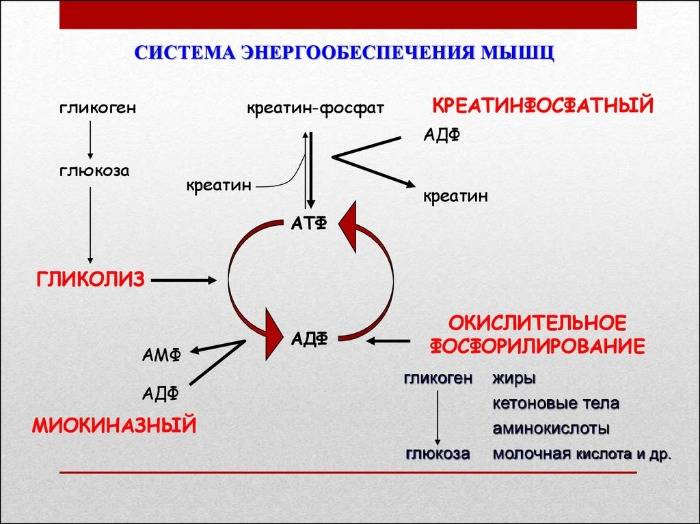 2.3.2 энергообеспечение мышечной деятельности.
