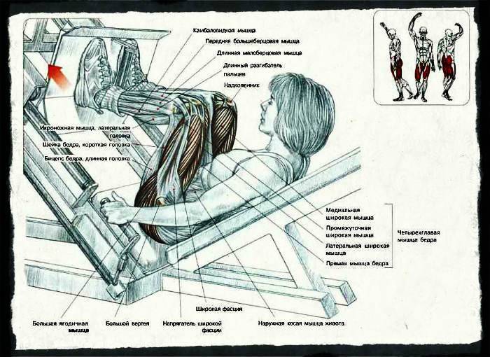 Гакк-приседания в тренажере: какие мышцы работают, техника выполнения