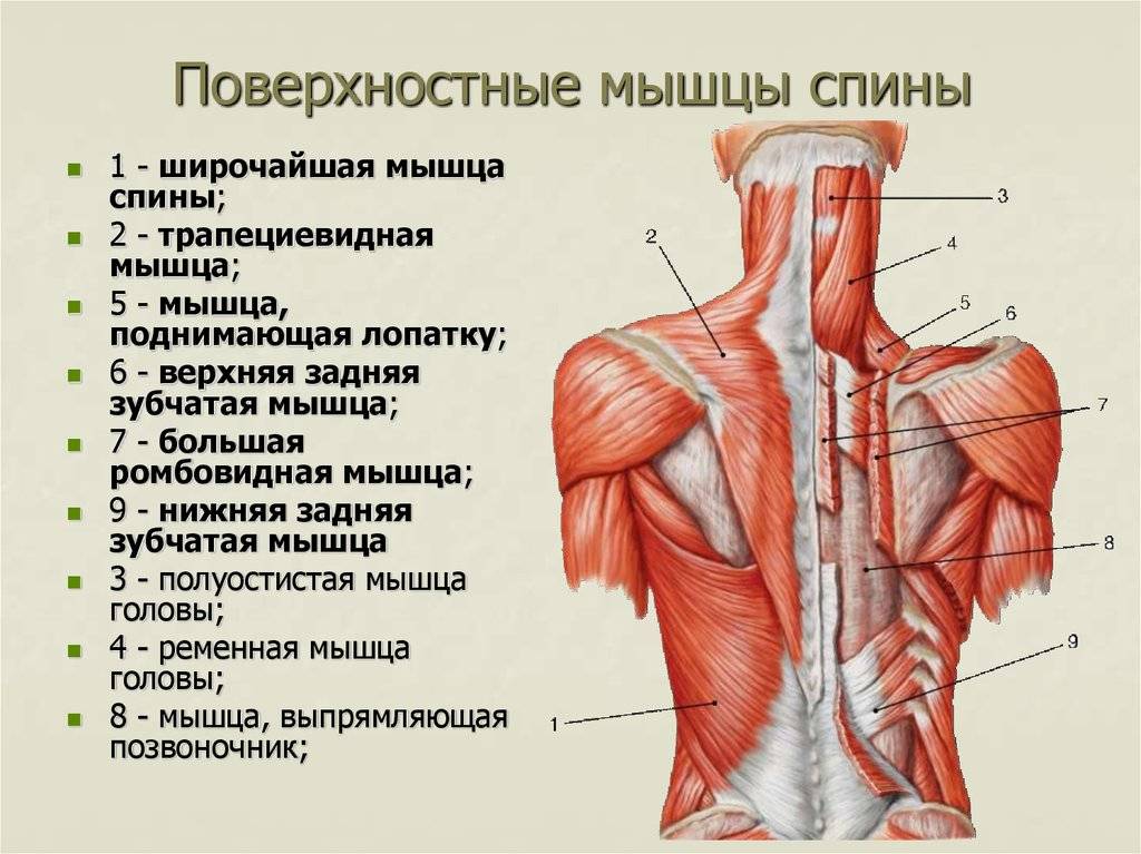 Квадратная мышца поясницы