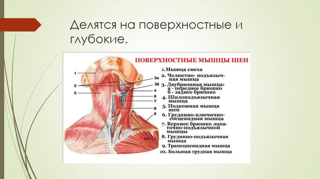 Анатомия мышц лица и шеи: фото с описанием и схемами