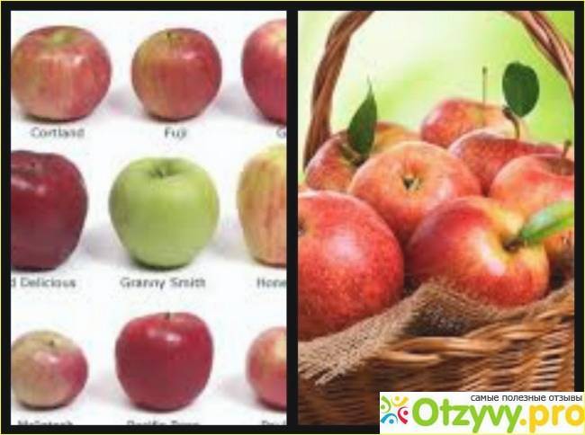 Сколько калорий в яблоке на самом деле: таблица с бжу всех сортов на 100 грамм